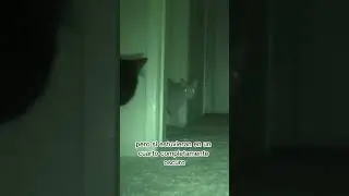 Los Gatos NO TIENEN Visión Nocturna