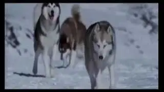 Delis - A Love Of Wolves [ DNB - LIQUID ] Video Official.