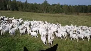 Конь и отара коз.