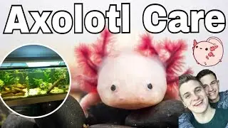 Axolotl Care | Upgrading Tank Sizes