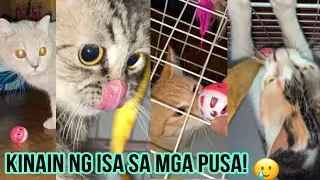 GRABE! Nginuya ng isa sa kanila yung ball | Cat's Toy Ball with Bell from TIKTOK