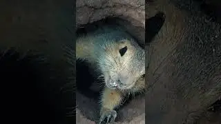 Суслики / Gophers