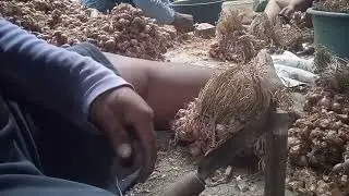 potong bawang ibu Wiwik bapak kerjo