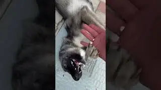 Лайка ЗСЛ #кабаны #animals #кабан #косуля #automobile #кабина #охота #животные #лоси #malinois