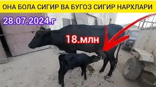 ХАЗОРАСП МОЛ БОЗОРИ ОНА БОЛА СИГИР ВА БУГОЗ СИГИР НАРХЛАРИ 28.07.2024.г