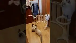 котята