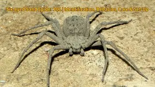 Six-eyed Sand Spider 101 | Identification, Behavior, Care & Set-Up Guide 🕷️ 