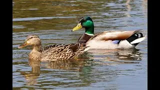 Mallard (Anas platyrhynchos)  HD 1080p