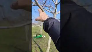 MODİFİYE LİDER BUDAMA İLE KESİN ÇÖZÜM