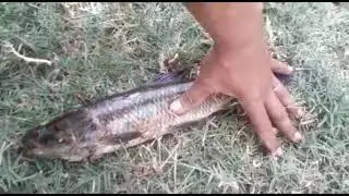 Só TRAIRÃO na linha de mão # E abate de Galinha da Angola #