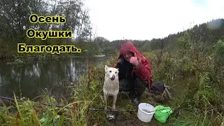Ловлю окушков в дождливую осеннюю погоду. Окунь на живца.