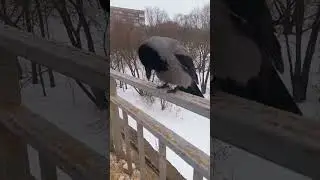 Мадам, ну давайте знакомиться!
