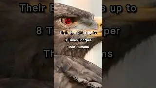 Fun Facts About EAGLES! 🦅