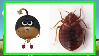 Larva Personagens Vida Real   Totoykids Explorer