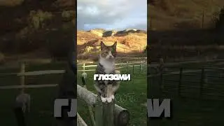 Редкое умение