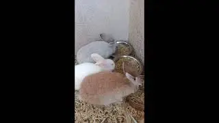bunnies breakfast hay and water sapat na