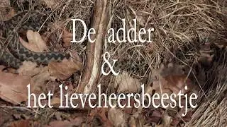 Adder en het lieveheersbeestje.