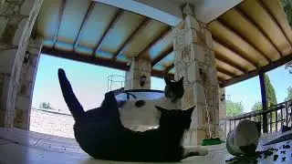 Cat fighting