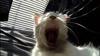 Epic Cat Yawn at 240 Frames Per Second