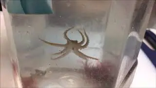 Octopus Catch