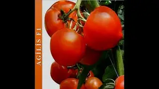 Agilis F1