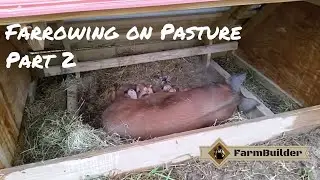 Farrowing Gilts on Pasture Pt. 2