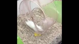 Mouse Wheel FAIL