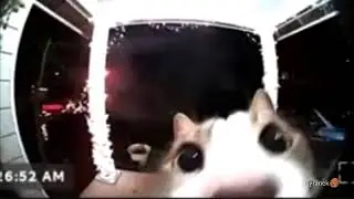 cat go ahh