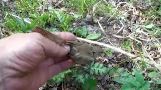 Ловля певчих птиц с продолжением.