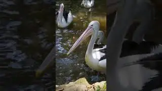 Pelican Family Gone Fishing!