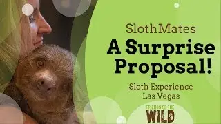 Surprise Proposal - with a Sloth!