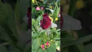 Доброго утра и счастливого дня!