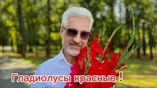 Гладиолусы красные