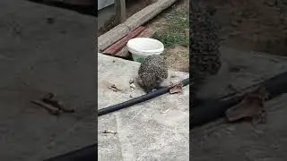 коты на даче #котынадаче