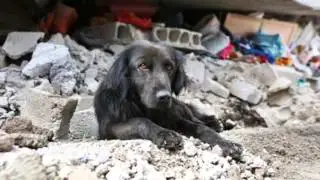 Terremoto En Ecuador   Marino Noboa Pico
