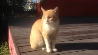 Шлиссельбургский котэ