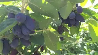 👍Заготавливаю ЖИМОЛОСТЬ на зиму!!!