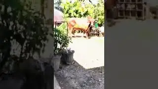 sapi jumbo R1!!!