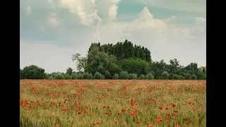 relaxing and calm music - nature - garden