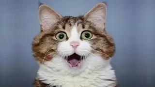 هدية 🌹 لكل من يعشق😍 القطط 🐈