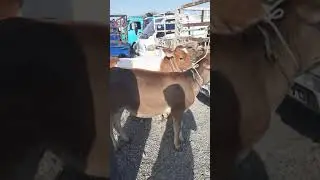 БУЗОКЛАР СОТИЛДИ