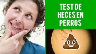 Test De Heces Perros | La Importancia De Los Test De Heces