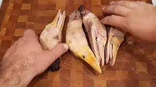 Утиные истории  Головаутки
