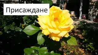 Присаждане на Роза