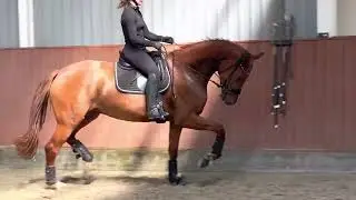Elfengold (Viva Gold x De Niro x Sion)