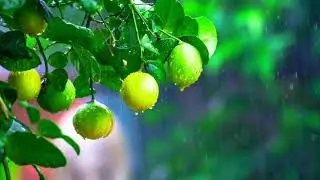 RAIN ON LEMON HD MOTION ANIMATED BACKGROUND FOR GREEN SCREEN