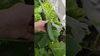 Ранний урожай огурцов в Сибири