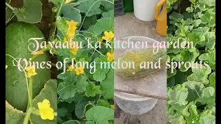 long melon and sprouts grown in my Tayaabu's garden #alsw #food #vegetables#alsw #alinesspiceworld
