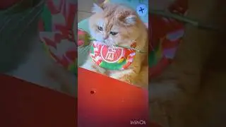 Люблю тебе ! #маниш #дурманиш #квіти #троянда #третій #кіт #cat #catfunny #смешныеживотные #diy