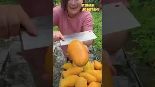 This is How Modern Mango Farming Works in China